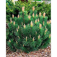 Сосна гірська Пуміліо (Pinus mugo Pumilio)