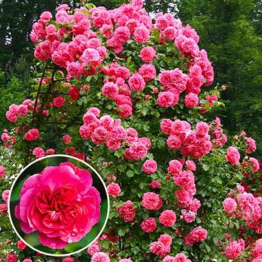 Троянда штамбова "Розаріум Ютерсен" (Rosarium Vetersen)