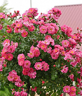 Роза штамбовая "Fuchsia Majendecor"