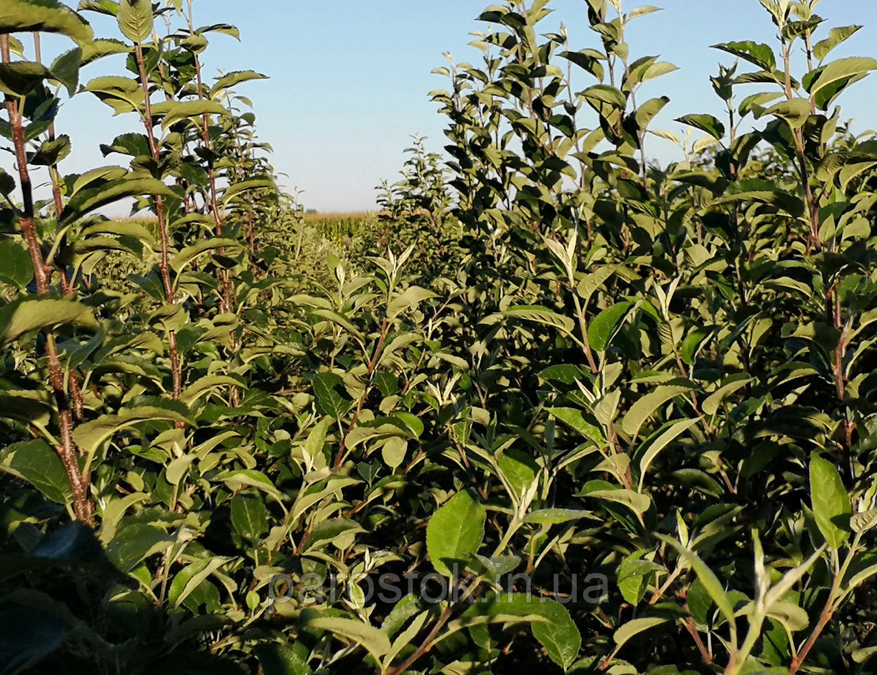 Підщепа для яблуні М.9 Т337 (5-6 мм).