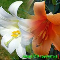 Цибулини Лілії Л/O трубчастые оптом