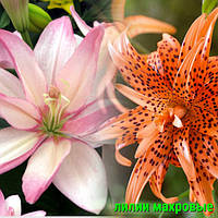 Цибулини махової лілії оптом