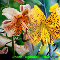 Цибулини Лілії Тигрові звисають оптом