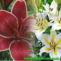 Лілії Орієнтальні оптом