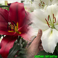 Цибулини Лілій Гігантський оптом