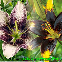 Цибулини Азіатських Лілій Танго оптом