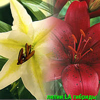Луковиці Лілії ЛА гібриди оптом