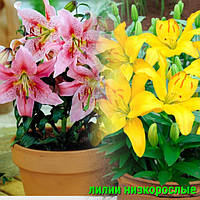 Цибулини Лілії Горшкові оптом