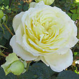 Троянда англійська плетиста Ельф саджанці 6 шт, фото 2