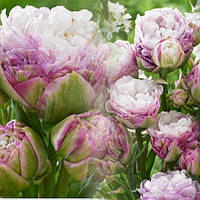 Цибулини махрових багатоквіткових тюльпанів гуртом