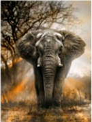 Алмазна картина HX205 "Могутній слон", розміром 30х40 см