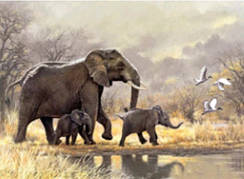 Алмазна картина HX321 "Сім'я слонів", розміром 30х40 см