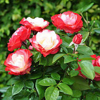 Роза чайно-гибридная Ностальжи, Rose Nostalgie