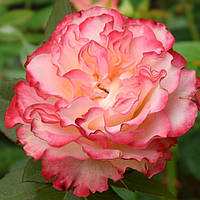 Роза чайно-гибридная Испанский танец, Rose Spanish Dancer