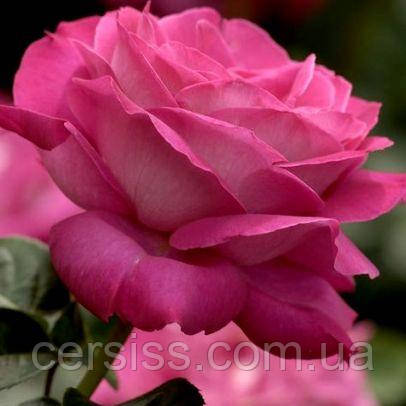 Роза чайно-гибридная Барон Эдмонд де Ротшильд, Rose Barone Edmond de ...