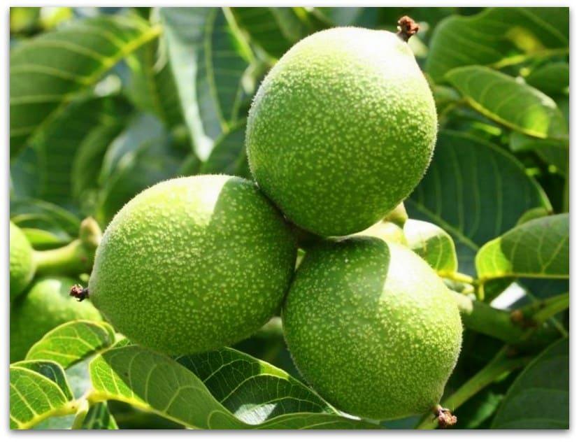 Саджанці Горіх волоський сорт Ідеал 4-річний, фото 1