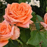 Роза чайно-гібридна Ельдорадо, Rose Eldorado, фото 2
