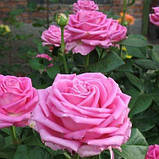 Роза чайно-гібридна Аква, Rose Aqua, фото 4