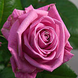 Роза чайно-гібридна Аква, Rose Aqua, фото 3