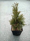 Туя західна Смарагд h 50-60см діаметр 15см 3роки, фото 2