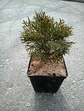 Туя західна Смарагд h 50-60см діаметр 15см 3роки, фото 3
