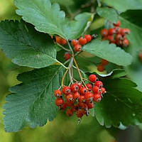 Рябина дуболистная, Sorbus quercifolia