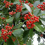 Горобина дуболистна, Sorbus quercifolia, фото 4