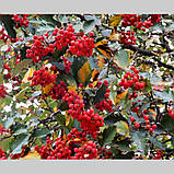 Горобина дуболистна, Sorbus quercifolia, фото 3
