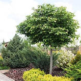 Липа серцелистна, Tilia cordata, фото 3