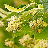 Липа серцелистна, Tilia cordata, фото 4