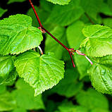 Липа серцелистна, Tilia cordata, фото 5