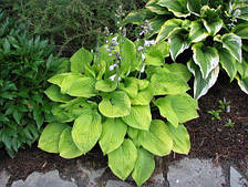 Хоста August Moon (Огест Мун) 1-2 розетки, у горщику, фото 2