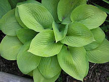 Хоста August Moon (Огест Мун) кореневище, фото 5