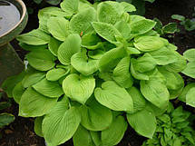 Хоста August Moon (Огест Мун) кореневище, фото 4