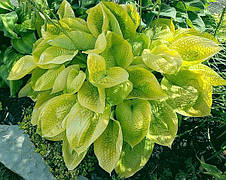 Хоста August Moon (Огест Мун) кореневище, фото 3