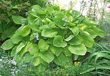 Хоста August Moon (Огест Мун) 1-2 розетки, у горщику, фото 3