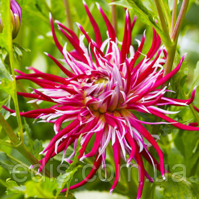 Георгіна Кактусова Hollyhill Spiderwoman, фото 1