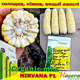 Кукурудза цукрова двокольорова, біколор Нірвана F1/Ксанду F1 (Нідерланди), 2500 насіння, ТМ Сrookham, фото 2