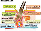 Kaminomoto A Kamigen  тонік проти випадіння, проти лупи та запалення  і для росту волосся, 200 мл, фото 3