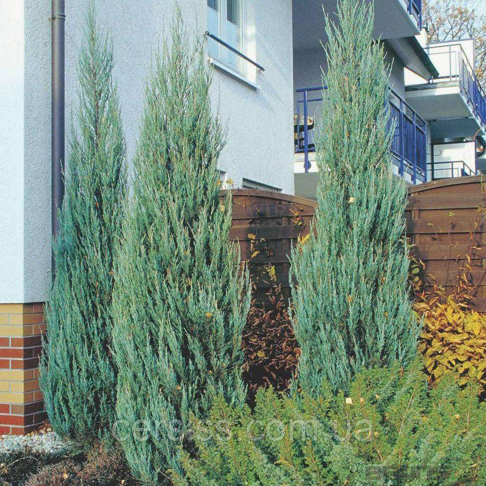 Саджанці Ялівцю Блю Арроу 20 см Juniperus scopulorum Blue Arrow