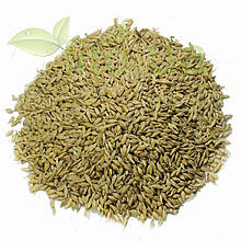 Ячмінь зерно (насіння ячменю) 250 гр.