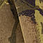 Бандана армійська, військові бандани, бандани камуфляж, бандана колір cane brown, фото 5