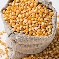 Семена кукурузы Муасон ФАО 330 (Агро Ритм)