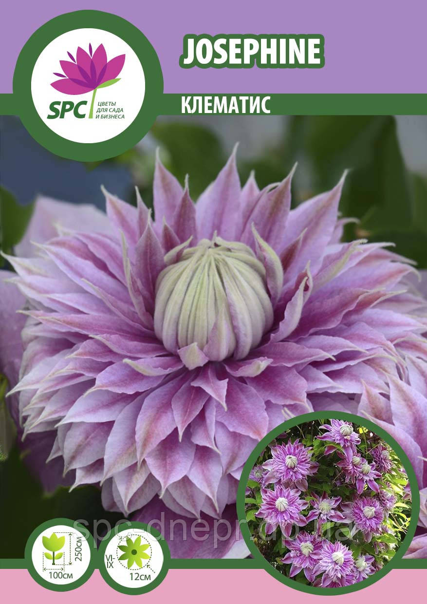 Клематис Josephine
