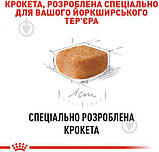 Сухий корм для цуценят Royal Canin Yorkshire Puppy 0.5 кг, фото 8