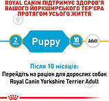 Сухий корм для цуценят Royal Canin Yorkshire Puppy 0.5 кг, фото 4