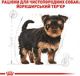 Сухий корм для цуценят Royal Canin Yorkshire Puppy 0.5 кг, фото 3