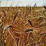 Микроудобрения Для Пшеницы Минералис Зерновые, фото 6