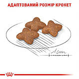 Сухий корм для дорослих собак Royal Canin Mini Adult 0.8 кг, фото 3