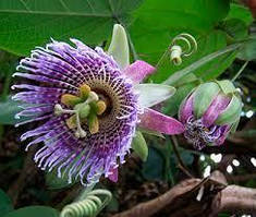 Пасифлора гранадала (сажі)